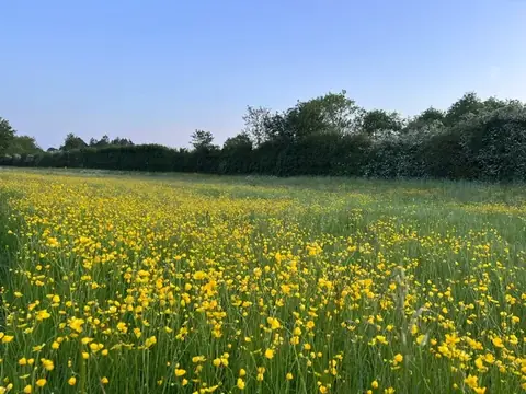 Footpath across buttercup meadows near Cropredy